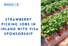 Strawberry Picking Jobs in Finland