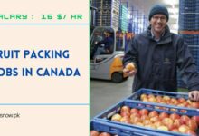 Fruit Packing Jobs in Canada