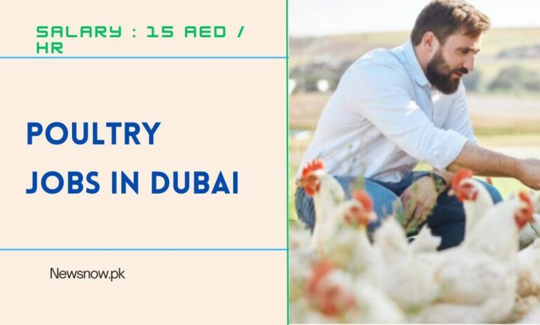 Poultry Jobs in Dubai