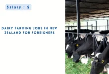 Dairy Farming Jobs in New Zealand