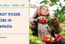 Fruit Picker Jobs in Canada