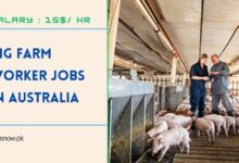 Pig Farm Worker Jobs in Australia