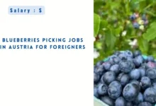 Blueberries Picking Jobs in Austria