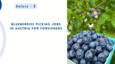 Blueberries Picking Jobs in Austria