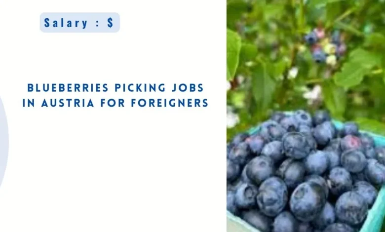 Blueberries Picking Jobs in Austria