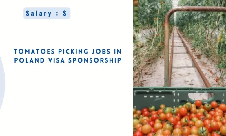 Tomatoes Picking Jobs in Poland