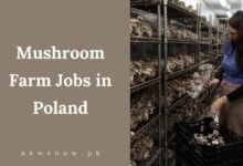 Mushroom Farm Jobs in Poland