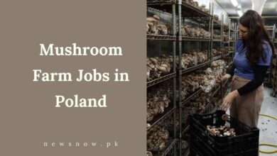 Mushroom Farm Jobs in Poland