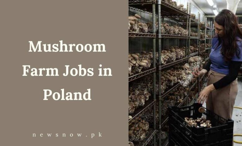 Mushroom Farm Jobs in Poland