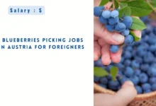 Blueberries Picking Jobs in Austria