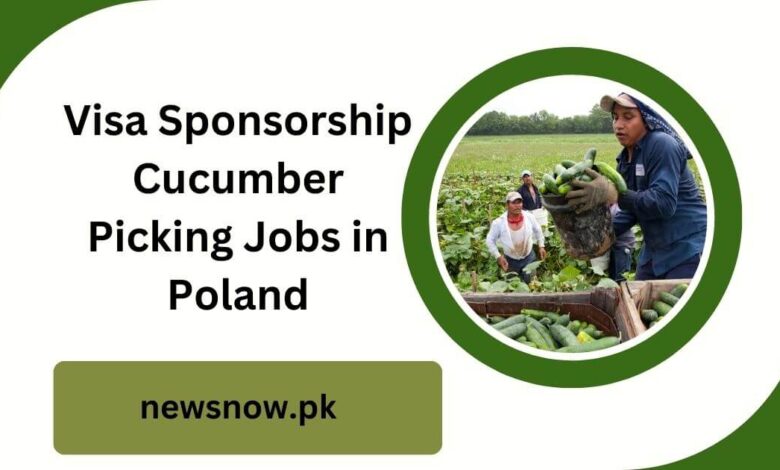 Visa Sponsorship Cucumber Picking Jobs in Poland