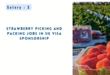 Strawberry Picking and Packing Jobs in UK