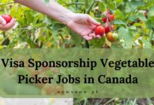 Visa Sponsorship Vegetable Picker Jobs in Canada