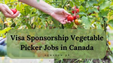 Visa Sponsorship Vegetable Picker Jobs in Canada