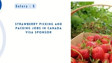 Strawberry Picking and Packing Jobs in Canada