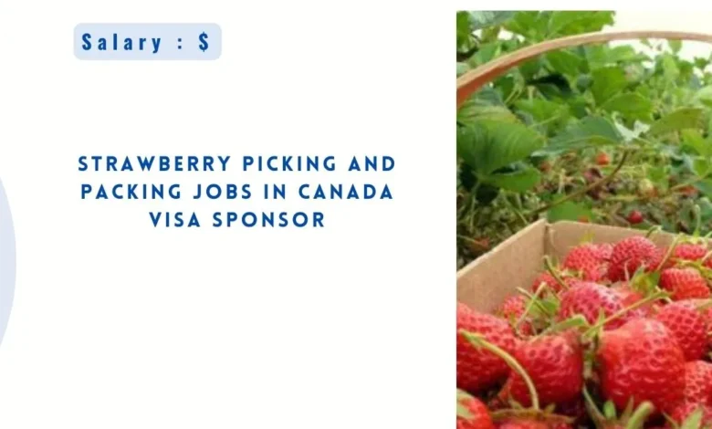 Strawberry Picking and Packing Jobs in Canada