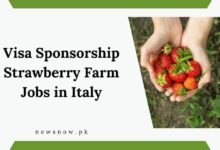 Visa Sponsorship Strawberry Farm Jobs in Italy