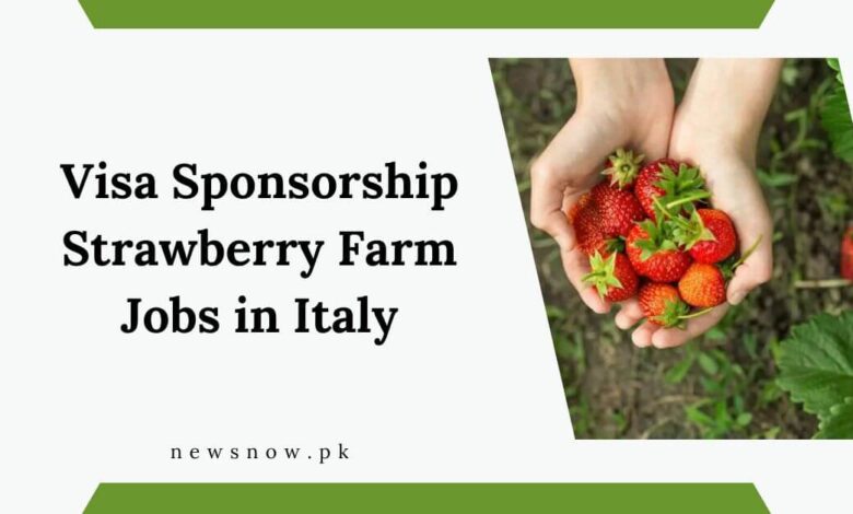 Visa Sponsorship Strawberry Farm Jobs in Italy