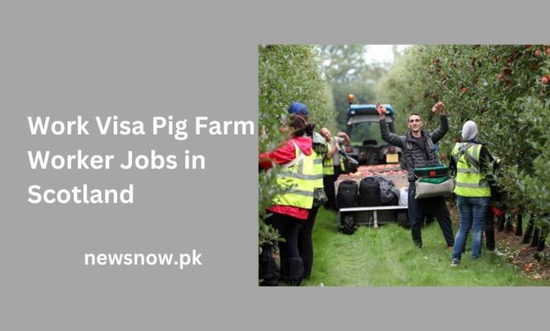 Work Visa Pig Farm Worker Jobs in Scotland