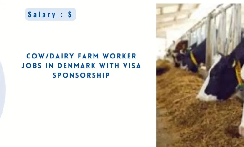 Cow/Dairy Farm Worker Jobs in Denmark