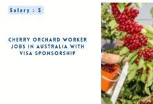 Cherry Orchard Worker Jobs in Australia