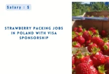 Strawberry Packing Jobs in Poland
