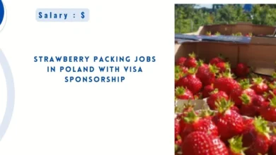 Strawberry Packing Jobs in Poland
